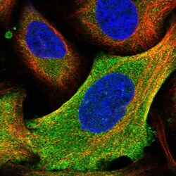 HYI Antibody, Novus Biologicals:Antibodies:Primary Antibodies
